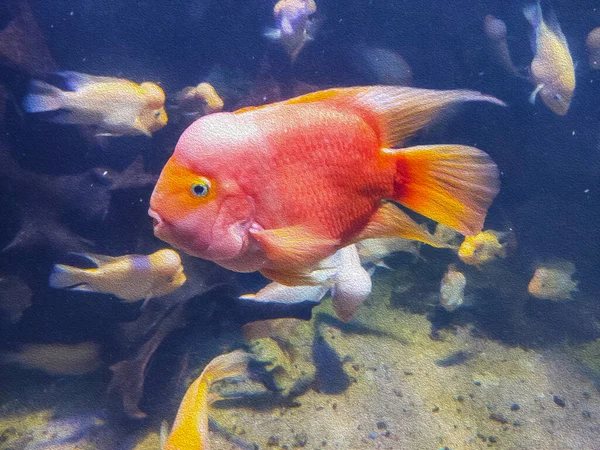 Beau Poisson Coloré Dans Aquarium — Photo