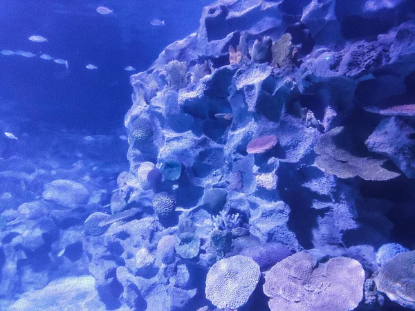 Podmořský Pohled Krásné Moře — Stock fotografie