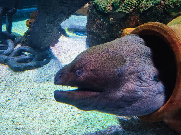 Mořská Želva Červené Nádrži — Stock fotografie