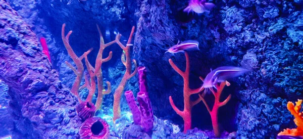 Akvárium Pozadí Ryby Medúzy — Stock fotografie