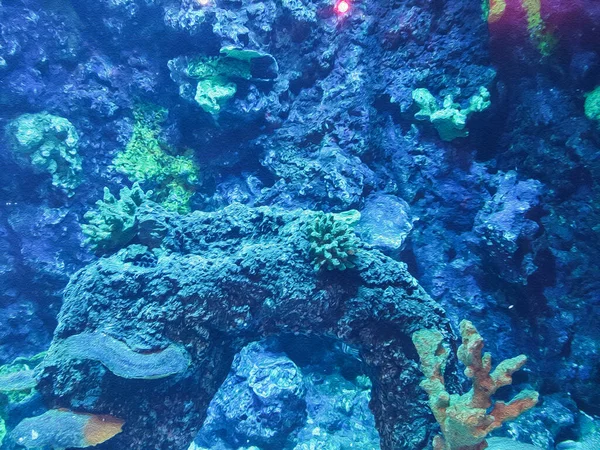 Akvaryum Arka Planı Balık Denizanası — Stok fotoğraf