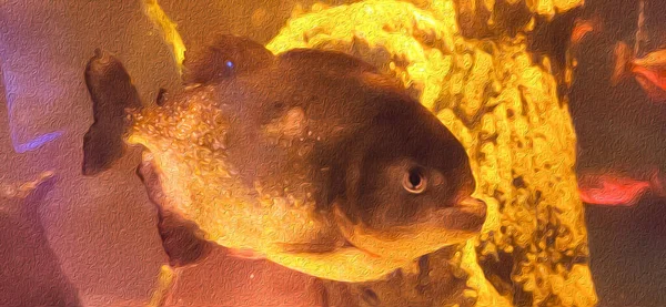 Aquariumachtergrond Vissen Kwallen — Stockfoto