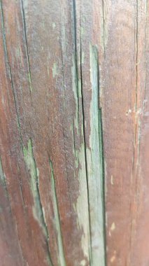 Deforme olmuş organik ağaç gövdesi. Filtrelenmemiş ağaç arkaplanı