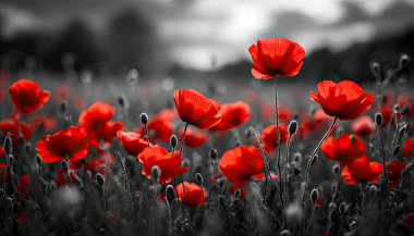 Red poppies in a field with a black-and-white background, vibrant flowers, dramatic contrast, ethereal lighting clipart