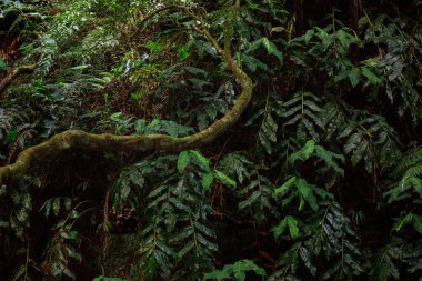 forest background, nature, leafs and bushes. High quality photo