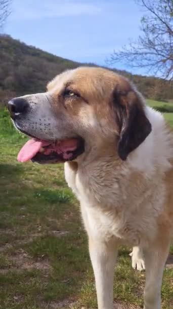 素敵な牧草地のマスチフ犬はゆっくりと歩きます 4K垂直ビデオ 高品質のフルHd映像 — ストック動画