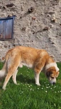  Çiçek kokan sevimli arka bahçedeki mastiff dog, 4K yavaşlatılmış dikey video. 
