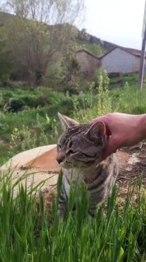Yalancı bir kediyi okşayan bir adam. Yavaş çekim 4k dikey sosyal medya görüntüsü.