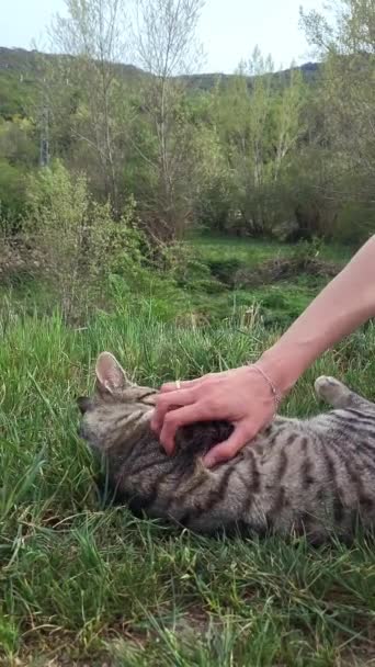 Oigenkännlig Kvinna Hand Klappa Lögnaktig Katt Långsamma Rörelser Vertikala Sociala — Stockvideo