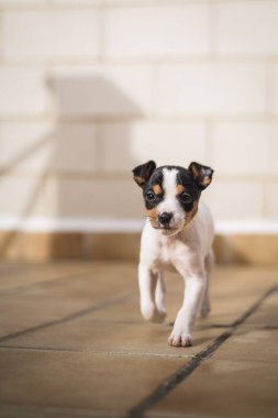 Teriyer köpeği portresi, sosyal medya için yer. Yüksek kalite fotoğraf