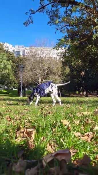 Δαλματίας Σκύλος Μυρίζει Και Παίζει Στο Πάρκο Υψηλής Ποιότητας Υλικό — Αρχείο Βίντεο