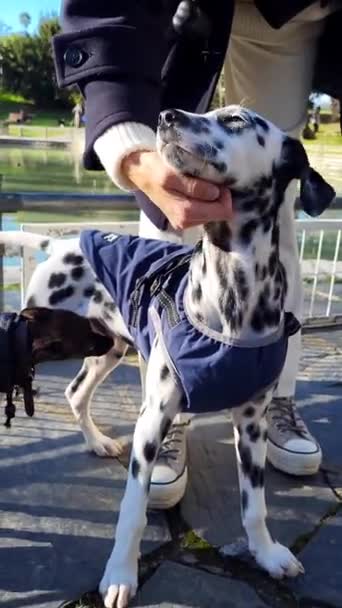 Χαϊδεύει Σκυλί Της Δαλματίας Στο Πάρκο Υψηλής Ποιότητας Υλικό Fullhd — Αρχείο Βίντεο