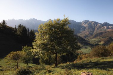 Avrupa 'nın tepelerinin manzarası, günbatımında ağaç, arka planda dağ. Yüksek kalite fotoğraf