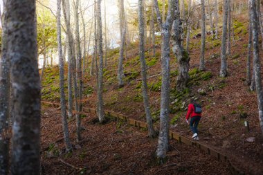 Gün batımında kırmızı elbiseli bir kadın ormanda yürüyüş yapıyor. Orman manzarası, anlaşıldı. Yüksek kalite fotoğraf