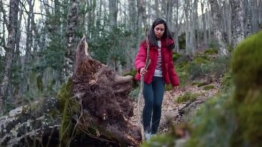 Kırmızı ceketli Latin bir kadın ormanda yürüyor ve baston olarak bir dal kullanıyor. - Evet. Yüksek kaliteli FullHD görüntüler