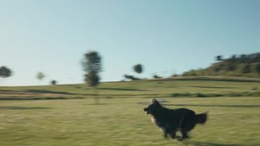 Neşeli siyah köpek, güneşli bir günün tadını çıkarıyor. Parkta koşuyor ve aileyle yakalamaca oynuyor.