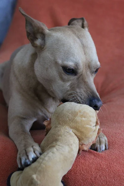 Brown personeli. Sokaktan kurtarıldı..