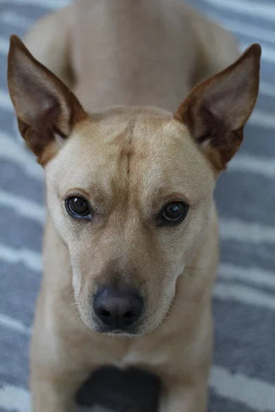 Brown personeli. Sokaktan kurtarıldı..