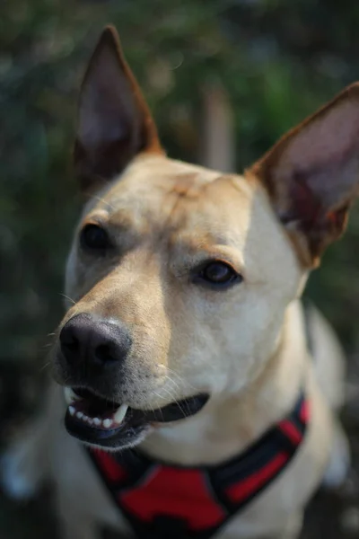 Brown personeli. Sokaktan kurtarıldı..
