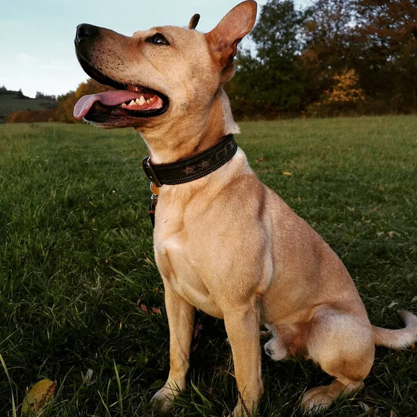 Brown personeli. Sokaktan kurtarıldı..