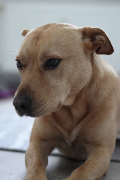 Brown personeli. Sokaktan kurtarıldı..