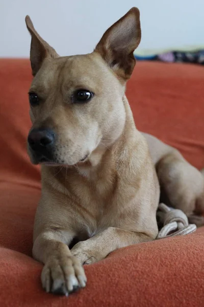 Brown personeli. Sokaktan kurtarıldı..