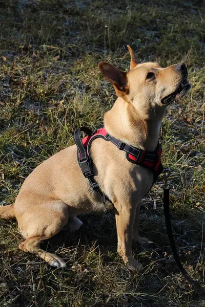 Brown personeli. Sokaktan kurtarıldı..