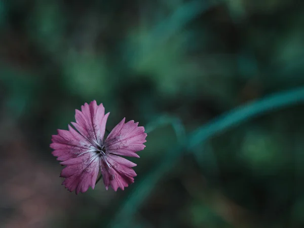 Kuzey Slovakya 'dan çayır çiçekleri
