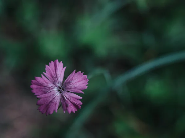 Луговые Цветы Севера Словакии — стоковое фото
