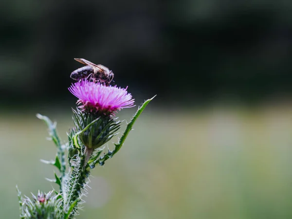 Bal arısı iş başında..