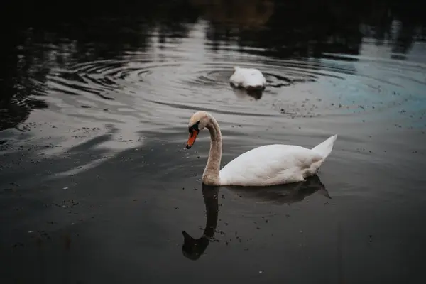 Küçük bir gölde bir kuğu