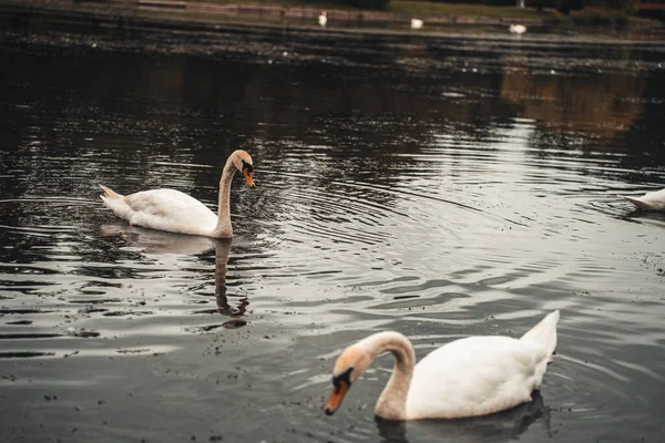 Küçük bir gölde bir kuğu