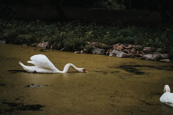 Küçük bir gölde bir kuğu