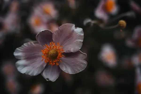 Güzel kırmızı gelincik çiçeklerinin yakın plan çekimi.