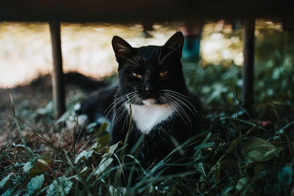 Černá Kočka Sedí Zahradě — Stock fotografie