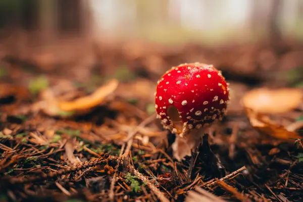 sonbahar ormandaki Sinek mantarı