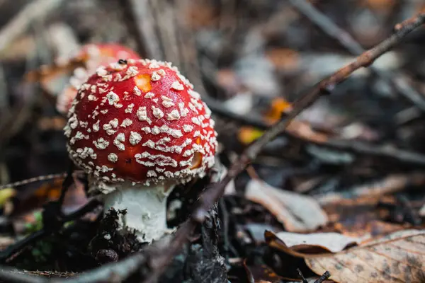 Kırmızı Anita Muscaria Ormanda
