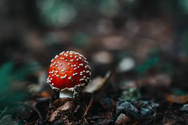 anita - amanita. Ormanda mantar. Ormanda kırmızı mantar. Ormanda zehirli mantar.