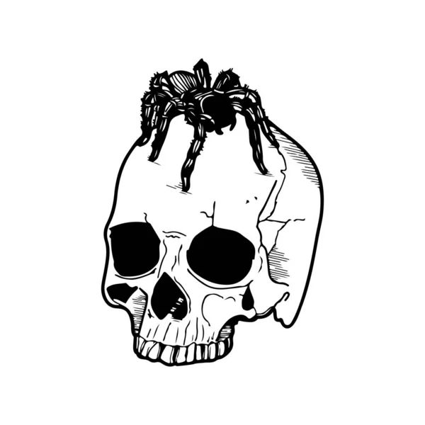 頭蓋骨とクモのベクトル図 — ストックベクタ