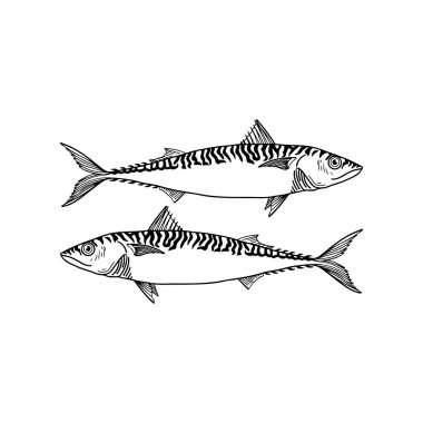 İki deniz balığının vektör çizimi