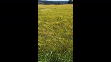 Uçsuz bucaksız bir altın ve yeşil ekin tarlası rüzgarda ritmik olarak sallanıyor, uzak bir ağaçlık alana ve tepelere doğru uzanan parlak bir yaz gökyüzünün altında, tarımsal bolluğu simgeliyor..