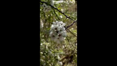 Uçsuz bucaksız bir altın ve yeşil ekin tarlası rüzgarda ritmik olarak sallanıyor, uzak bir ağaçlık alana ve tepelere doğru uzanan parlak bir yaz gökyüzünün altında, tarımsal bolluğu simgeliyor..