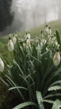 Su damlacıkları ile narin beyaz kar damlaları sisli bir bahar sabahı, sakin bir Alman parkının bulanık arka planına karşı parıldıyor..
