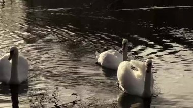 Üç görkemli beyaz kuğu, muhtemelen Vogtland bölgesinde çarpıcı bir kontrastlık ve sakin bir atmosfer yaratarak, parlak, altın güneş ışığıyla, dalgalı, karanlık sularda zarifçe yüzerler..