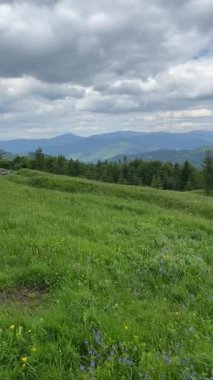 Uçsuz bucaksız, yemyeşil bir dağ çayırının panoramik manzarası. Birkaç dağınık ağaç ve Karpat Dağları 'ndaki dramatik bulutlu gökyüzünün altında yuvarlanan tepeler..