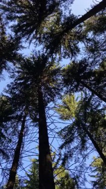 Almanya 'nın Vogtland bölgesinde berrak, canlı bir mavi gökyüzüne karşı silueti olan uzun çam ağaçlarının yoğun yeşil gölgesine bakan alçak açılı bir çekim..