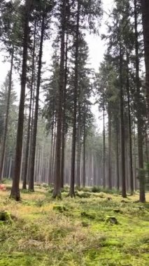 Yoğun ve sisli bir ormanda, yosunlu, çimenli bir orman zemininden yukarıya doğru uzanan uzun çam ağaçlarının bulunduğu sakin ve hafif sisli bir manzara Vogtland, Almanya 'da derin ve huzurlu bir yalnızlık hissi uyandırıyor..