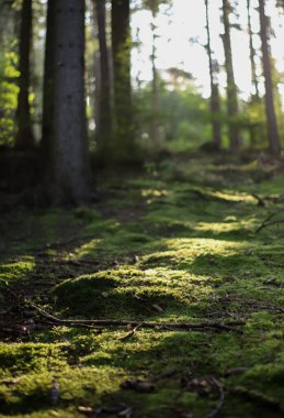 Almanya 'nın arka planında yumuşak gölgeleri ve uzun ağaç gövdeleri olan, güneşle kaplı, yosun kaplı bir orman zemininin sakin zemin seviyesi..