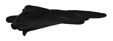 şeffaf arkaplanda siyah fırça izole edildi