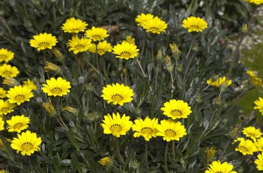 Gazania, Güney Afrika 'da yetişen bir bitki cinsidir.